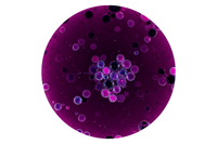 Acai (Euterpe Oleracea) Fruit Extract